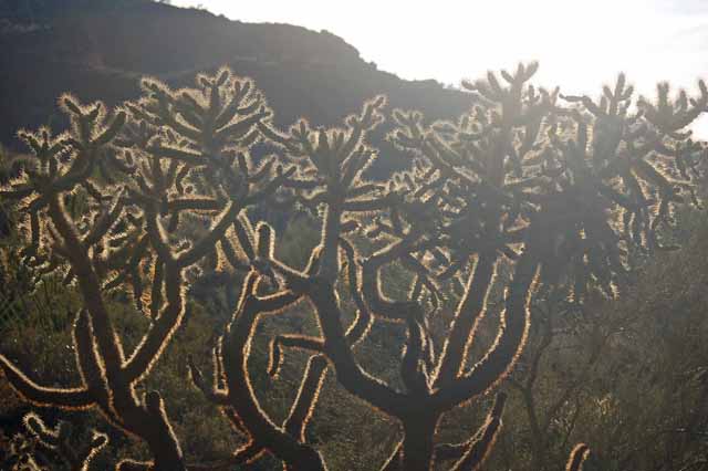 cholla silhouetted